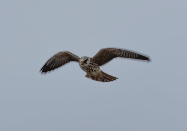 Red-footed Falcon - ML644983963