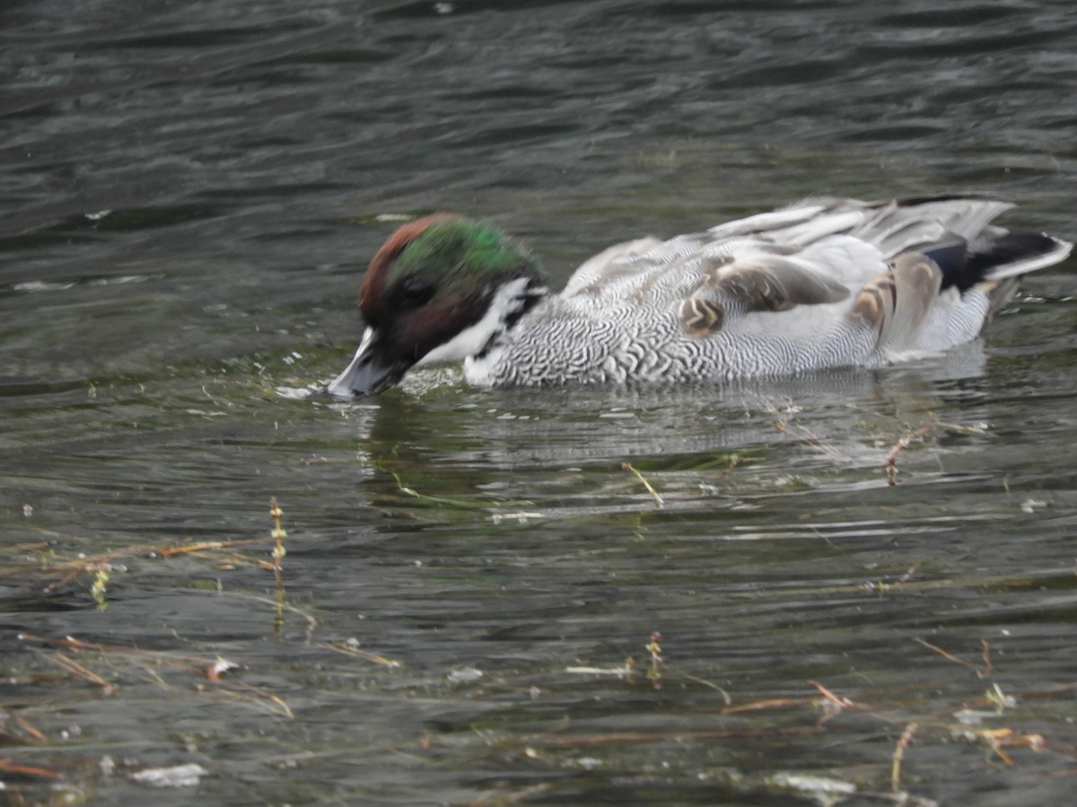 ヨシガモ - ML644983972