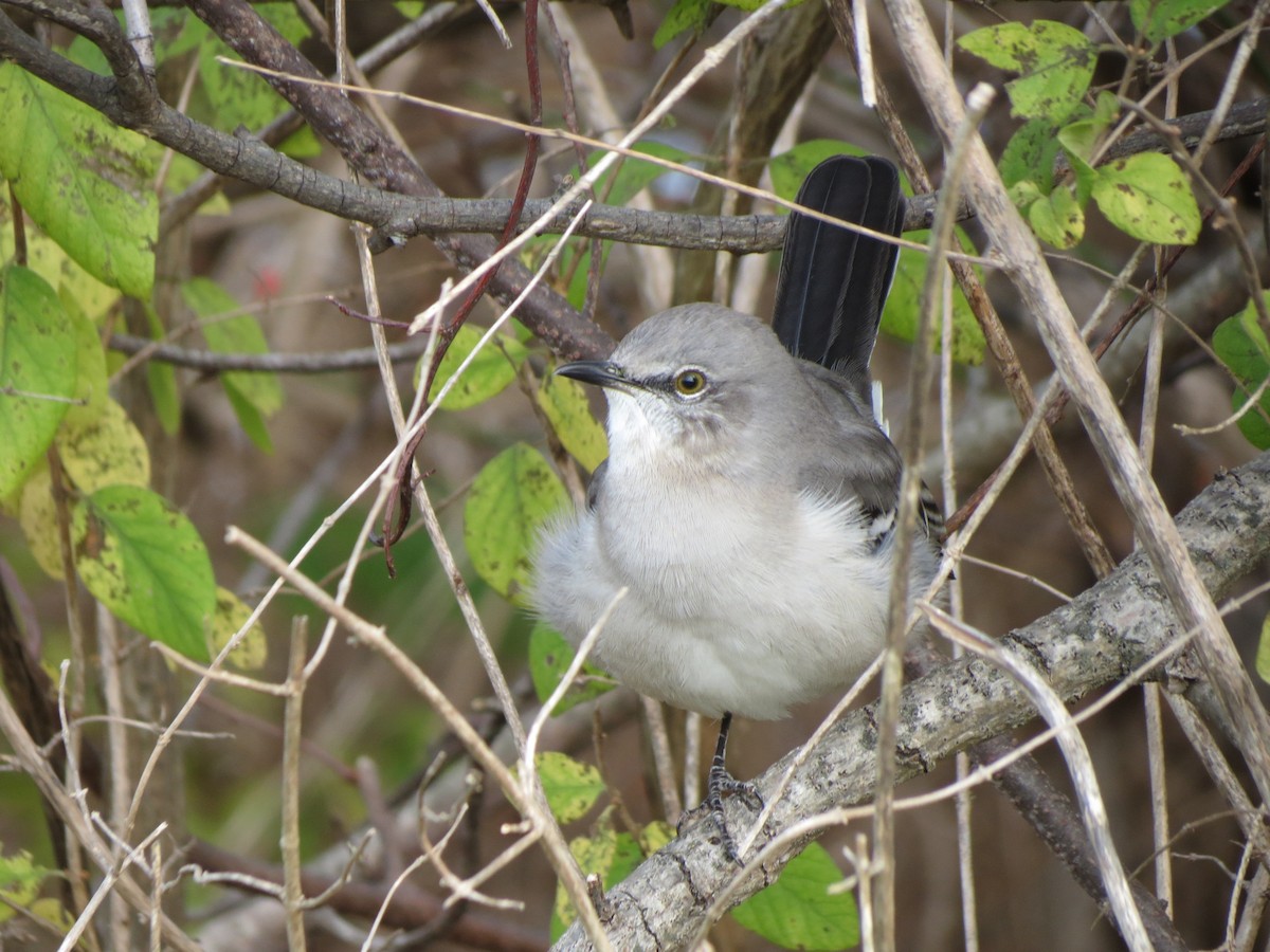 Northern Mockingbird - ML644983974