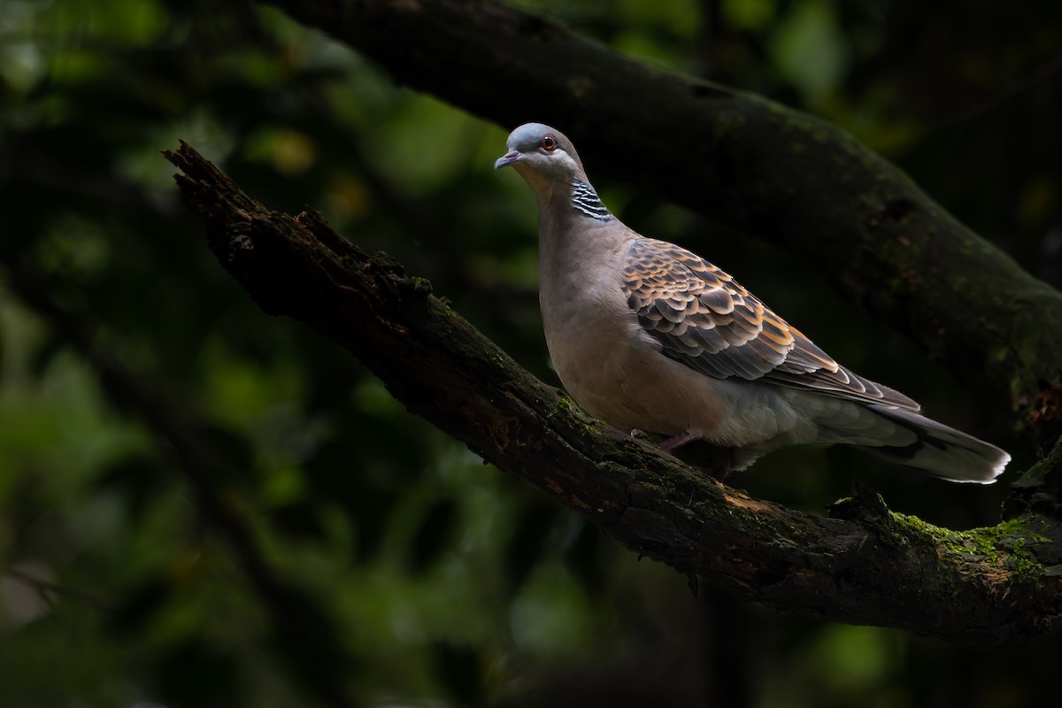 Oriental Turtle-Dove - ML644983977