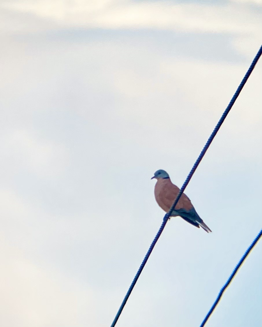 Red Collared-Dove - ML644983985