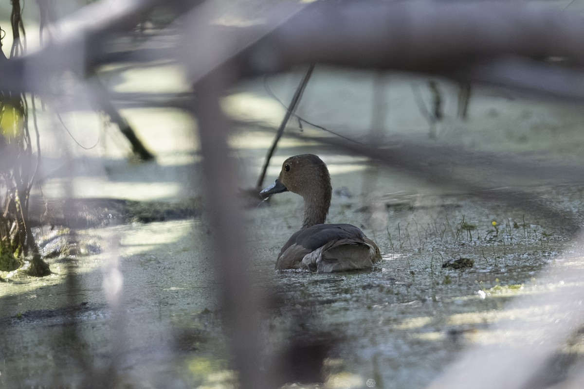 Lesser Whistling-Duck - ML644984010