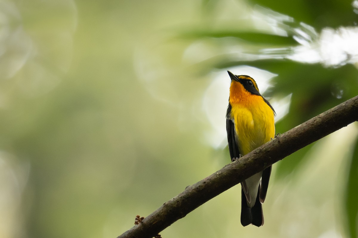 Narcissus Flycatcher - ML644984016