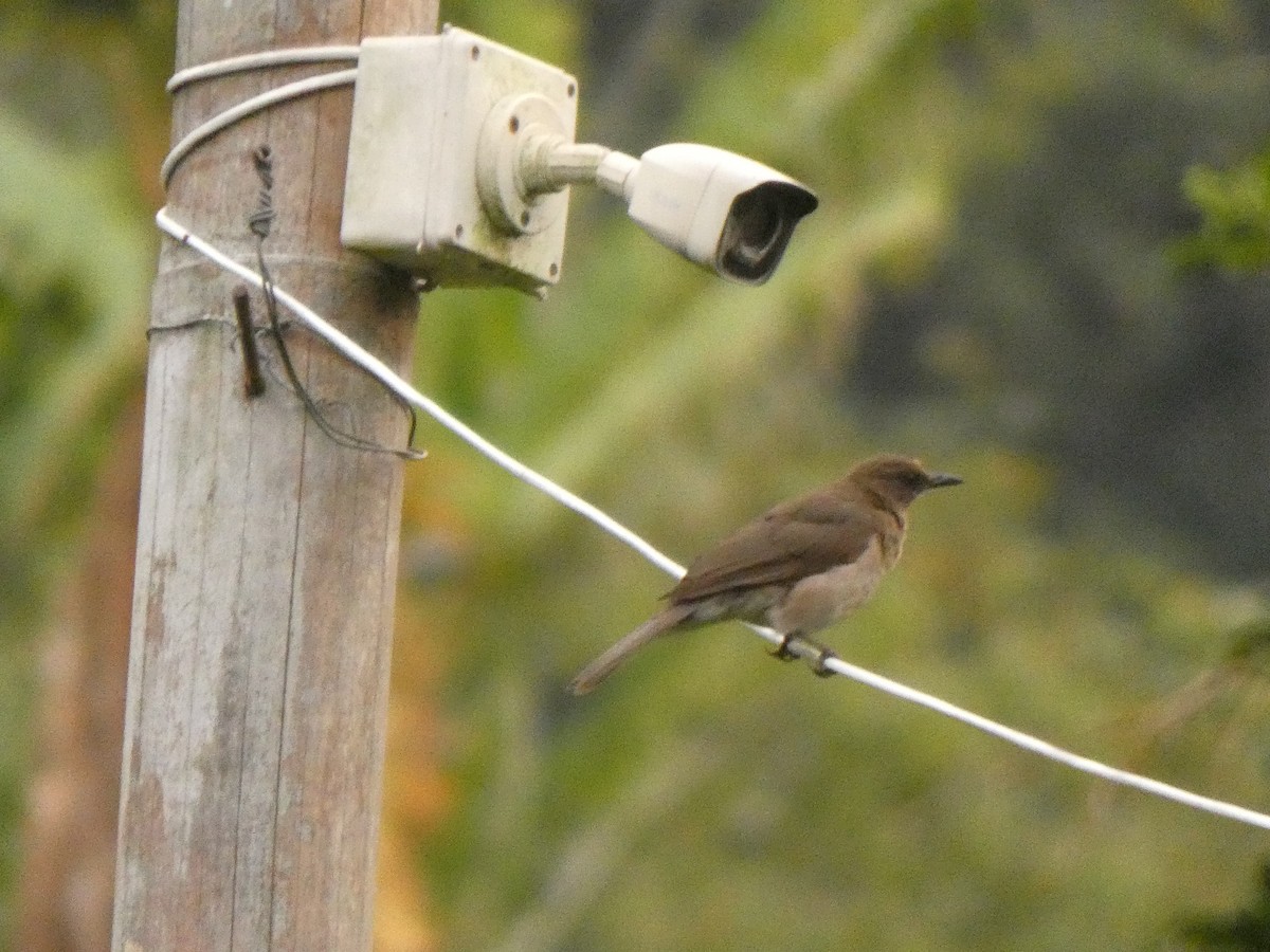 Black-billed Thrush - ML644984017