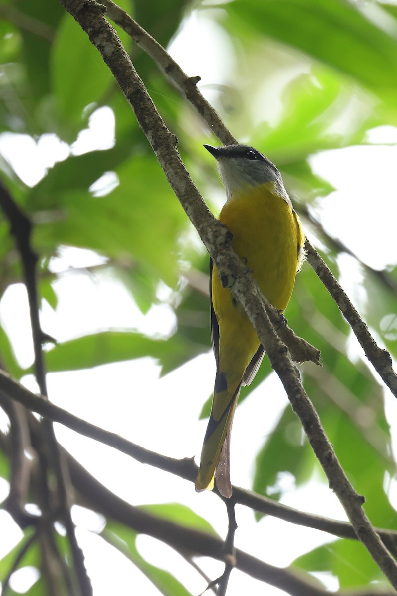 gråhakemønjefugl - ML644984018