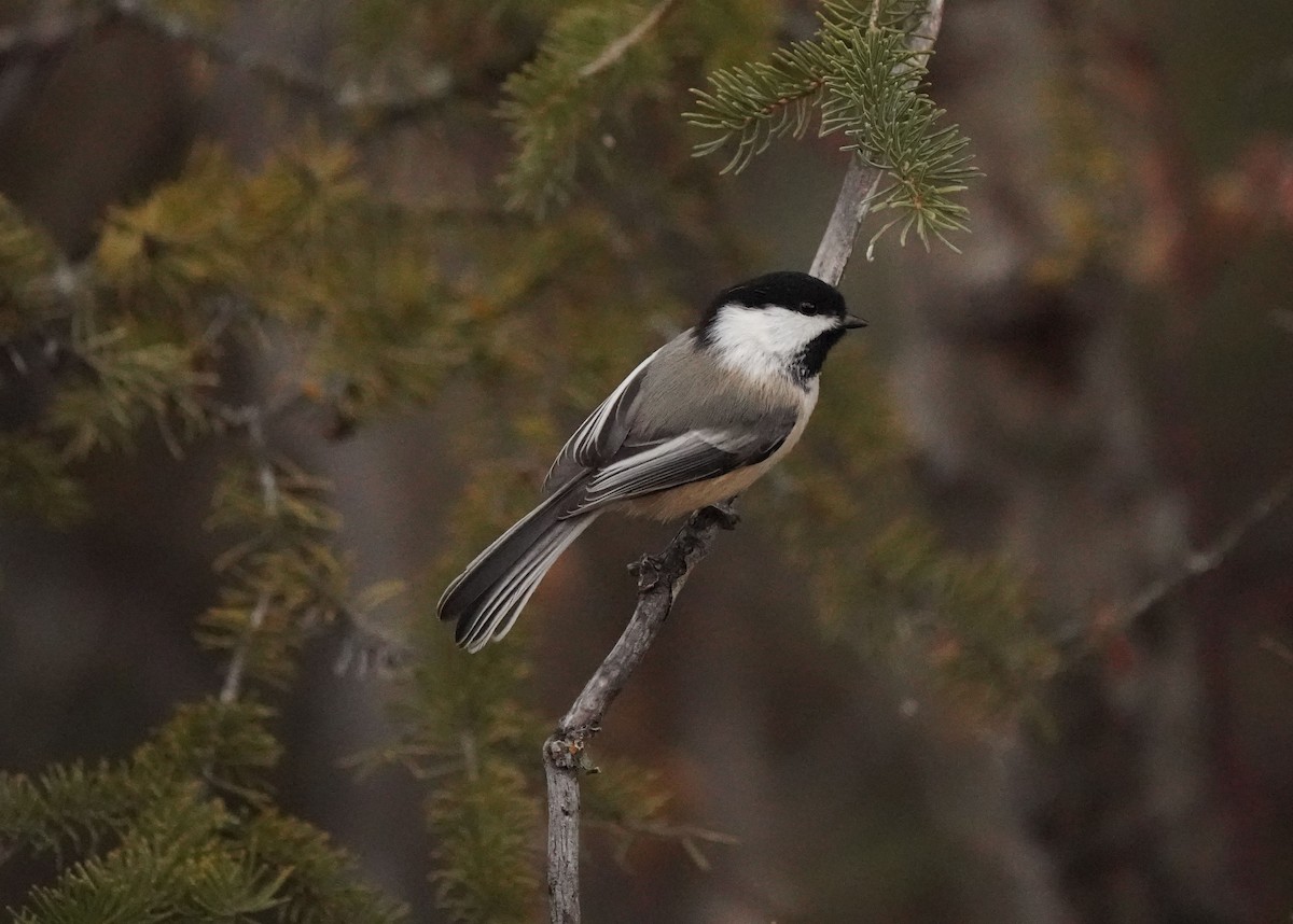 Гаїчка світлокрила - ML644984020