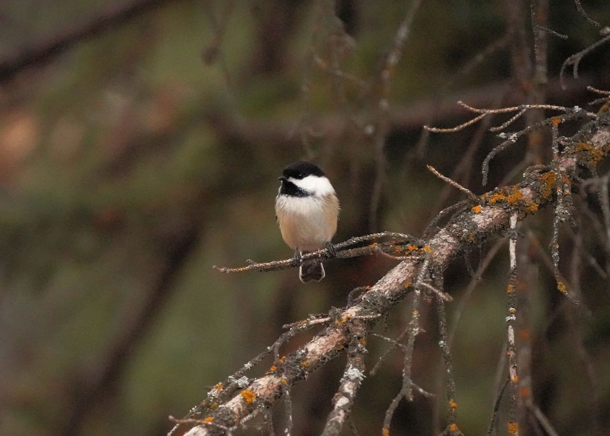 Гаїчка світлокрила - ML644984021