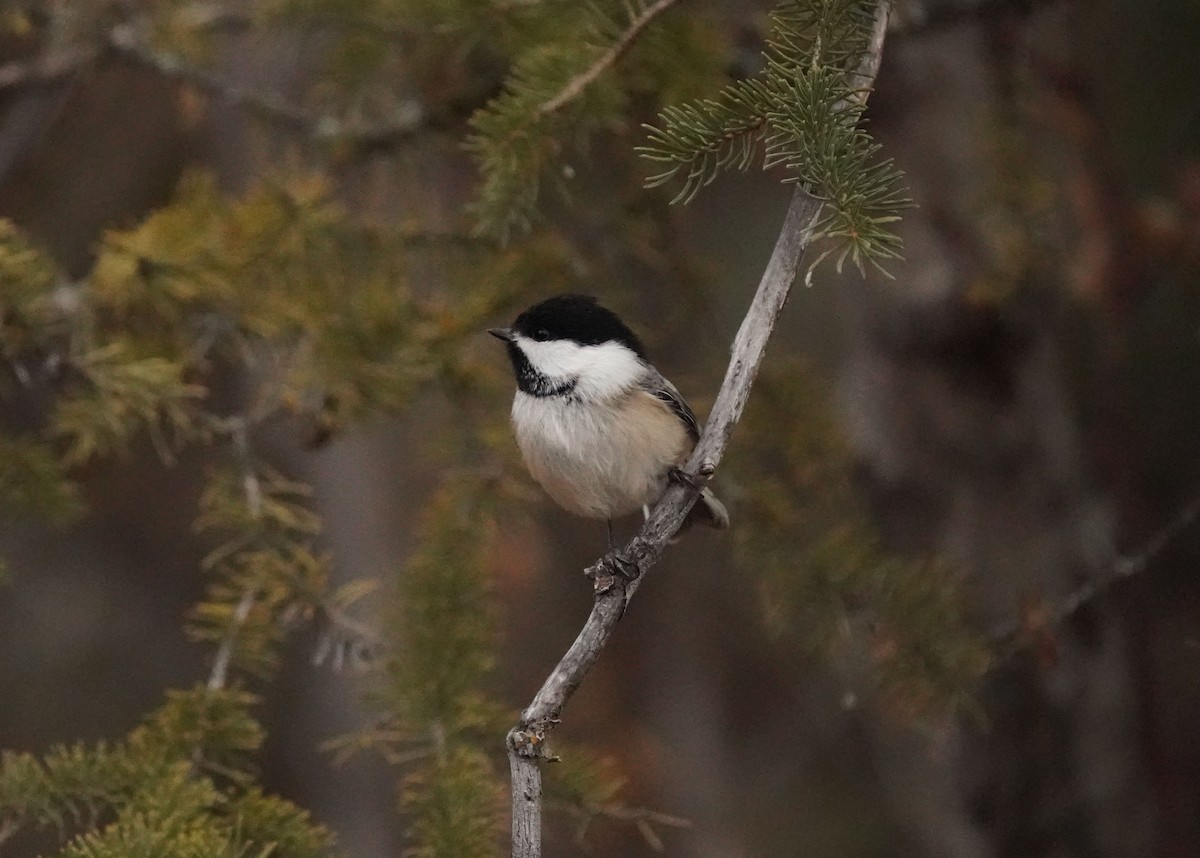 Гаїчка світлокрила - ML644984022
