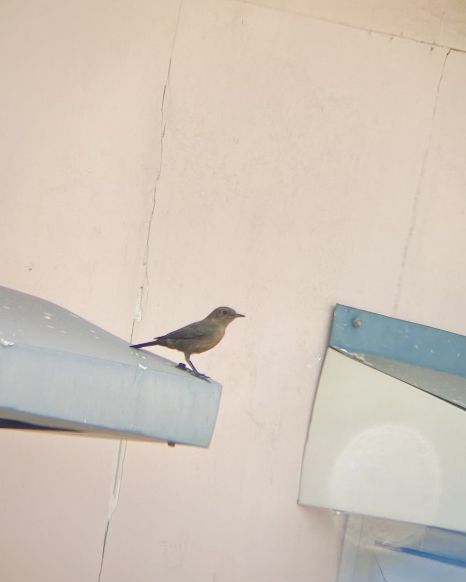 Brown Rock Chat - ML644984031