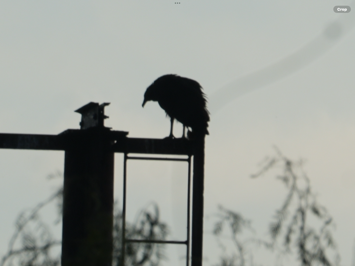 Black Vulture - ML644984032