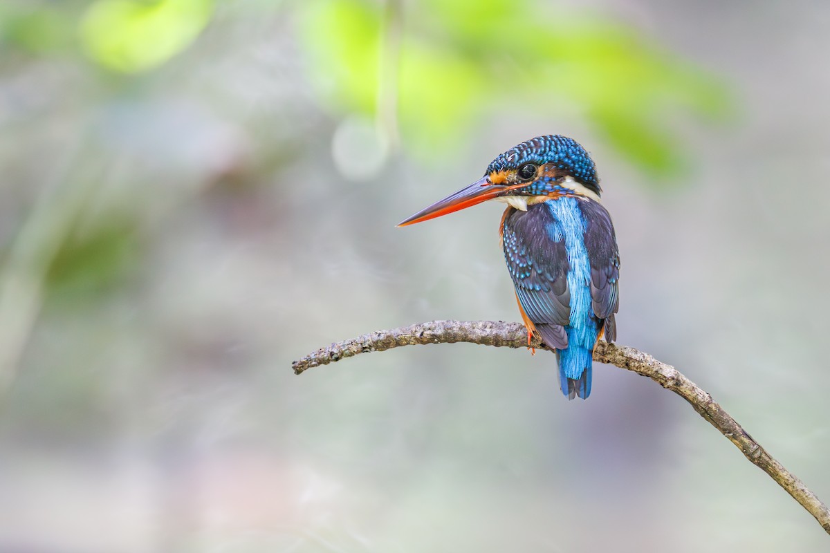 lakmusisfugl - ML644984056