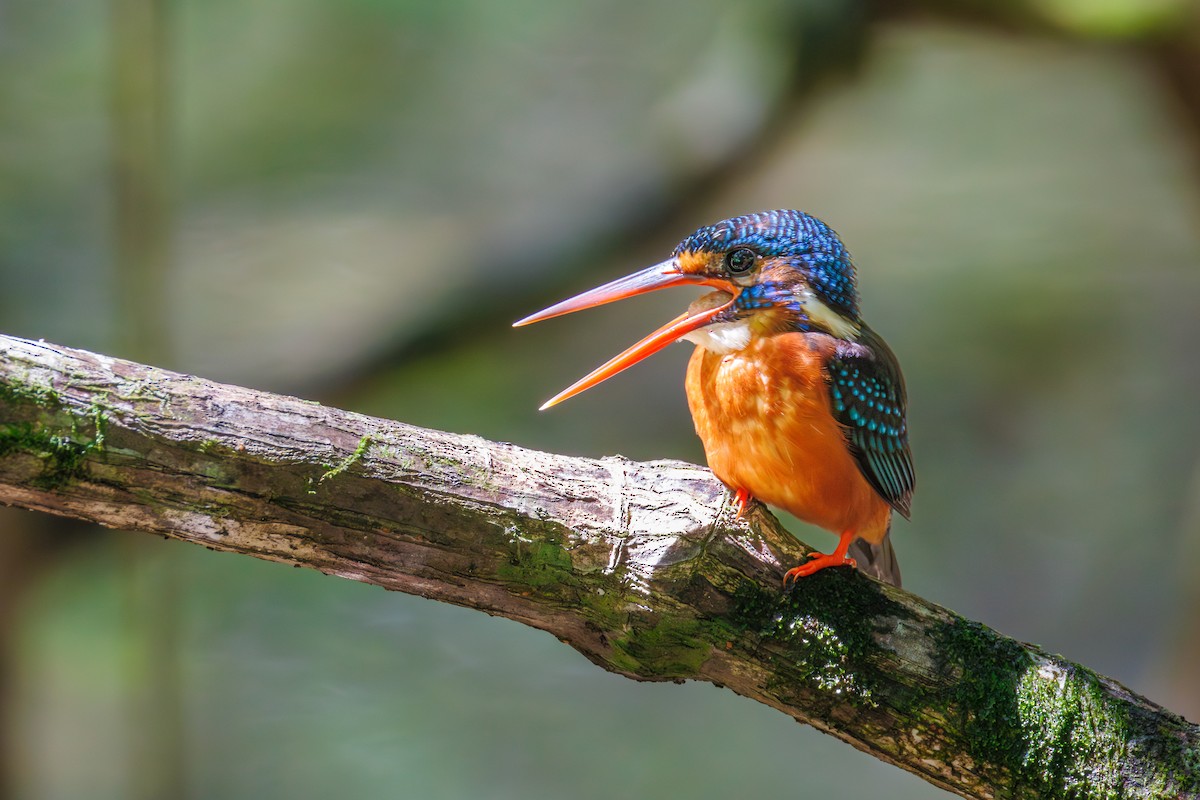 lakmusisfugl - ML644984057