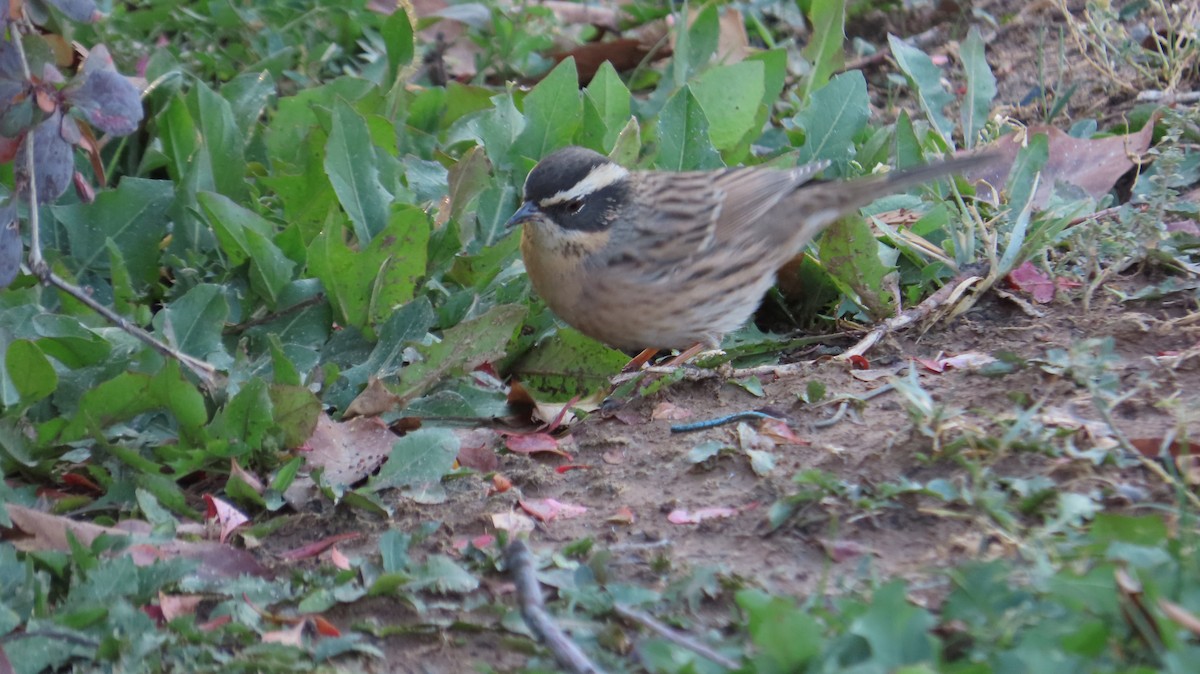 Radde's Accentor - ML644984063