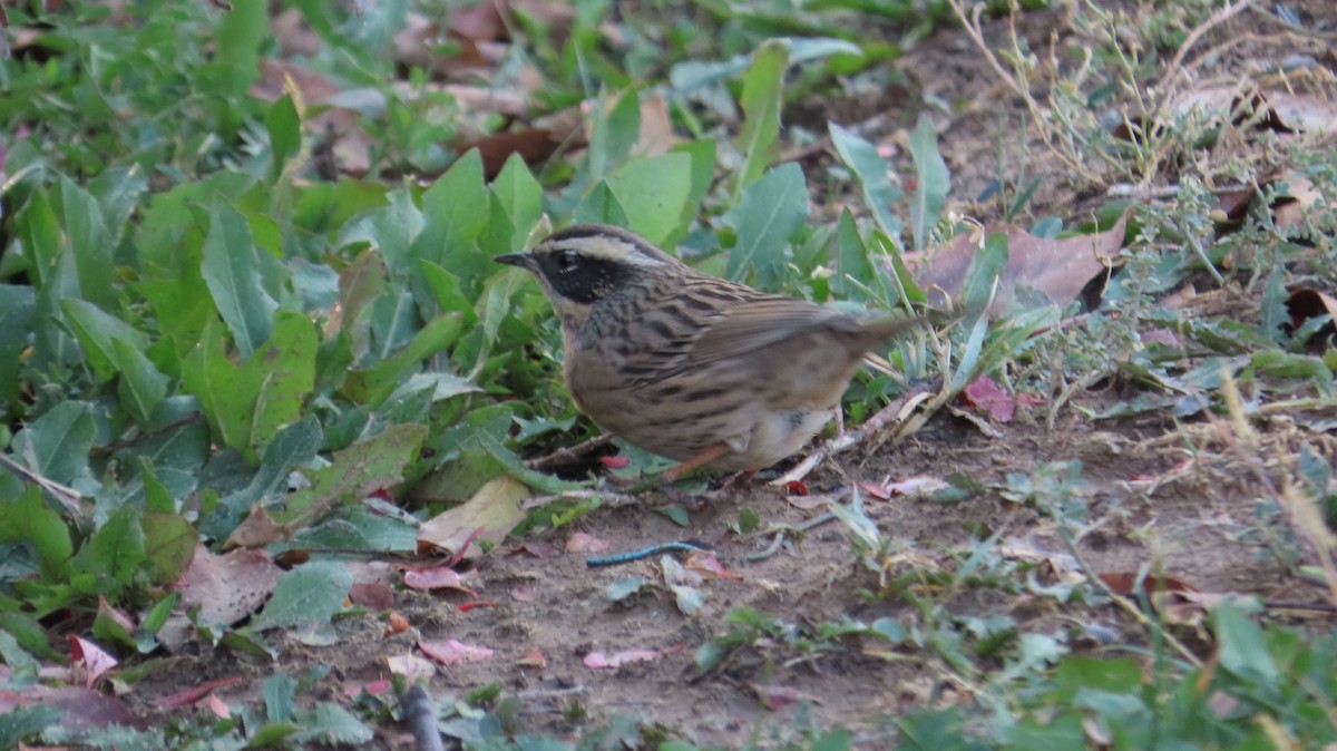 Radde's Accentor - ML644984064