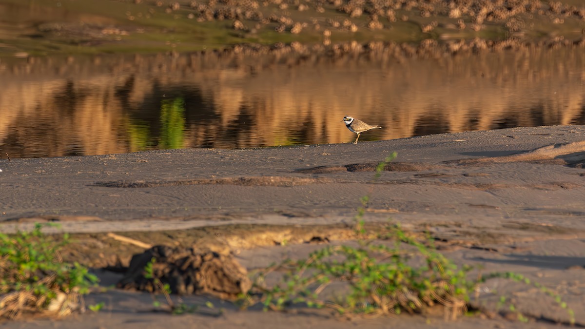 Little Ringed Plover - ML644984075
