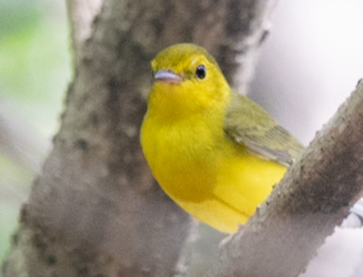 Hooded Warbler - ML644984088