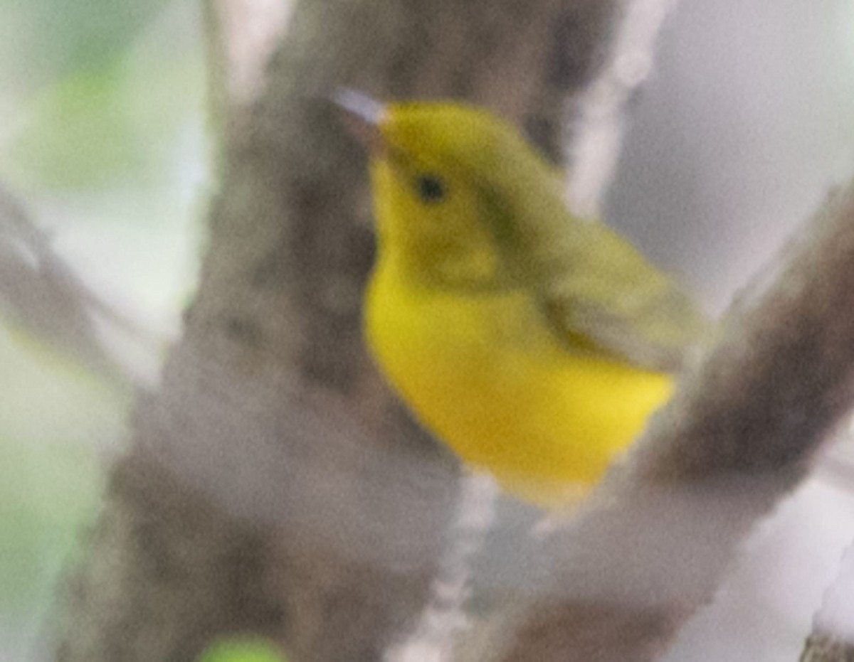 Hooded Warbler - ML644984089