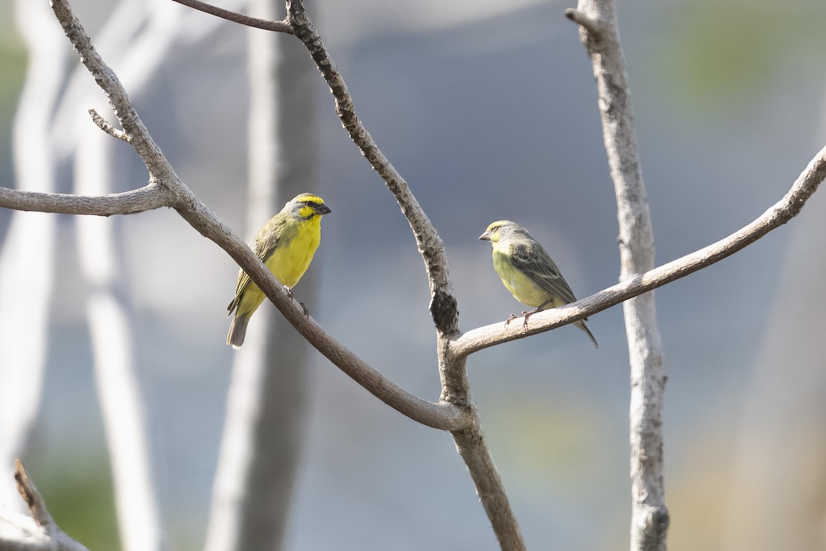 Yellow-fronted Canary - ML644984096