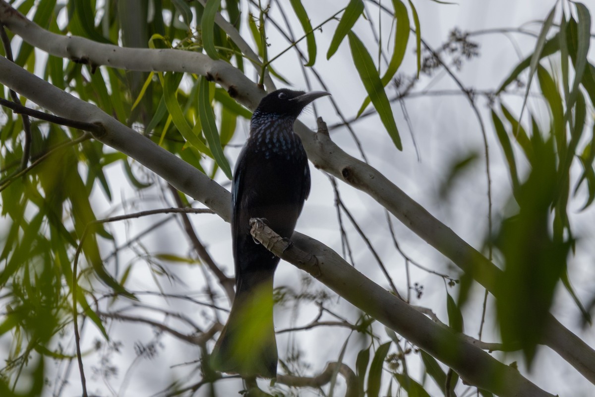 Hair-crested Drongo - ML644984117