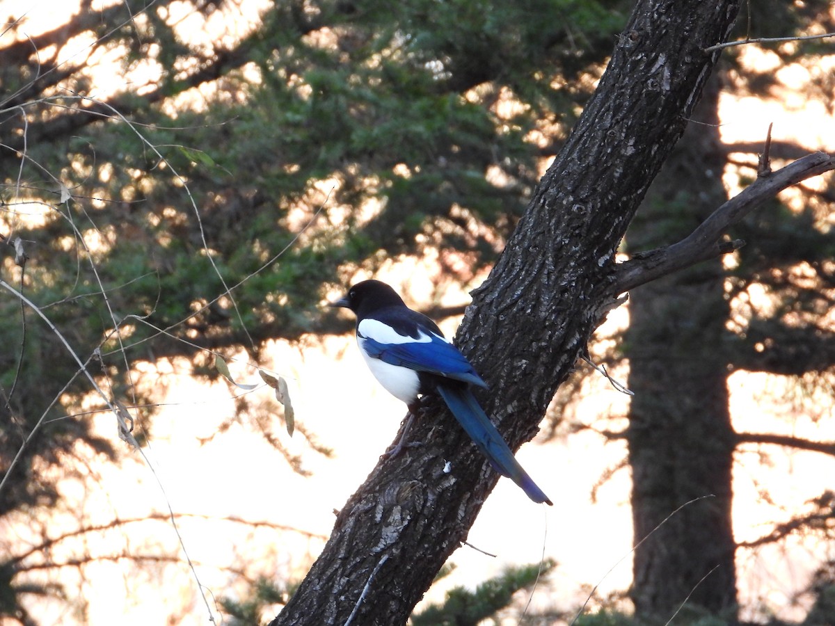 straka čínská - ML644984119