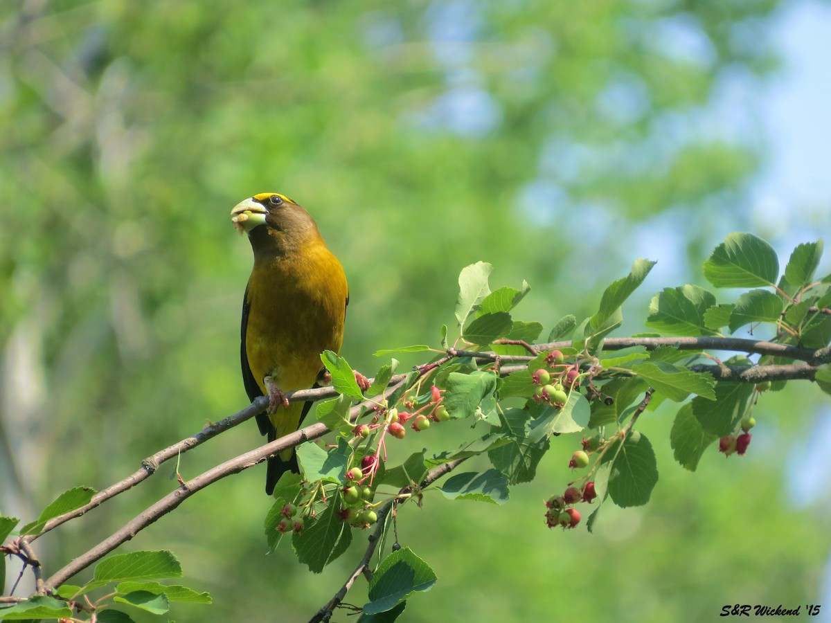 Evening Grosbeak - ML644984128