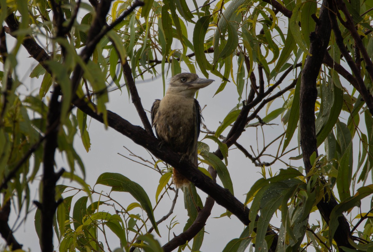 Blue-winged Kookaburra - ML644984155