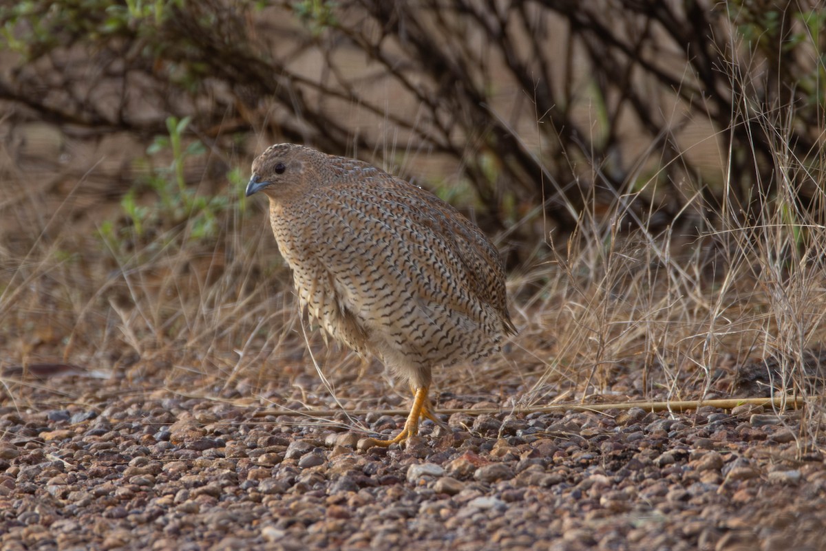 Brown Quail - ML644984180