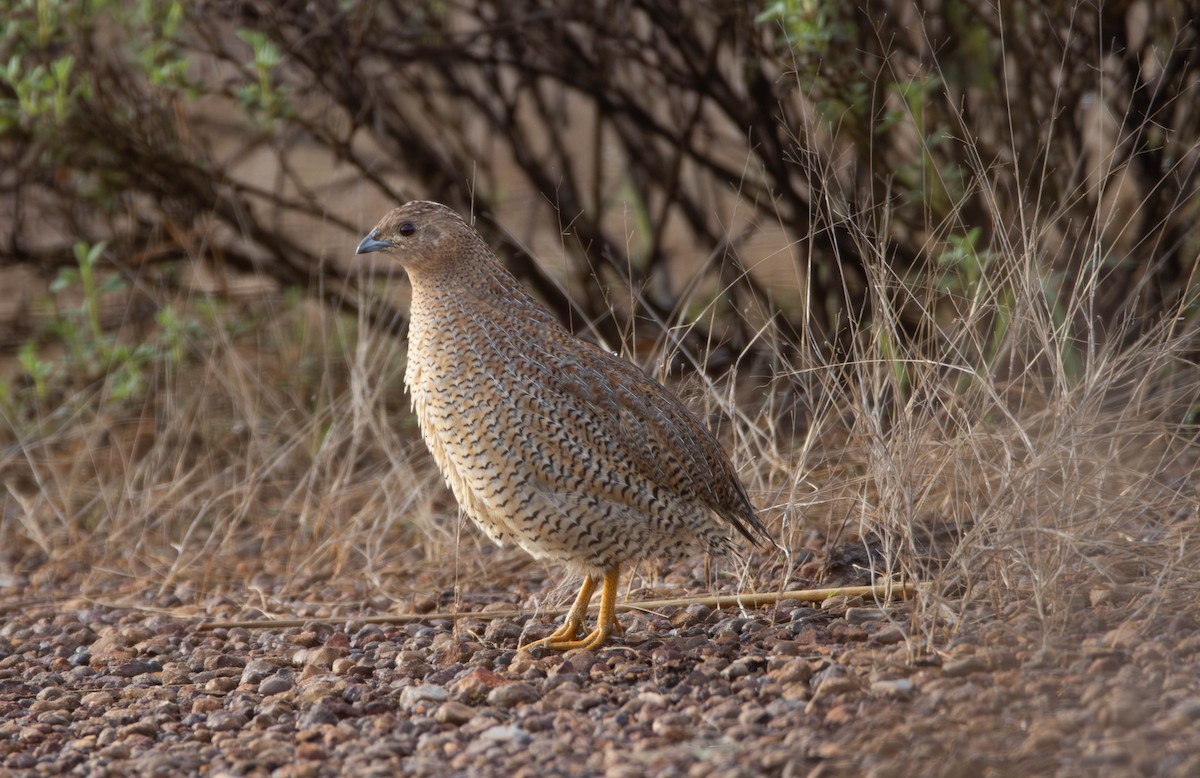 Brown Quail - ML644984181