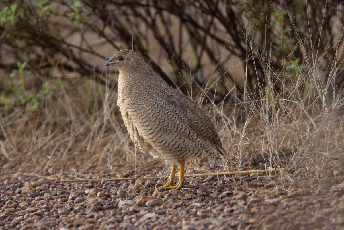Brown Quail - ML644984182