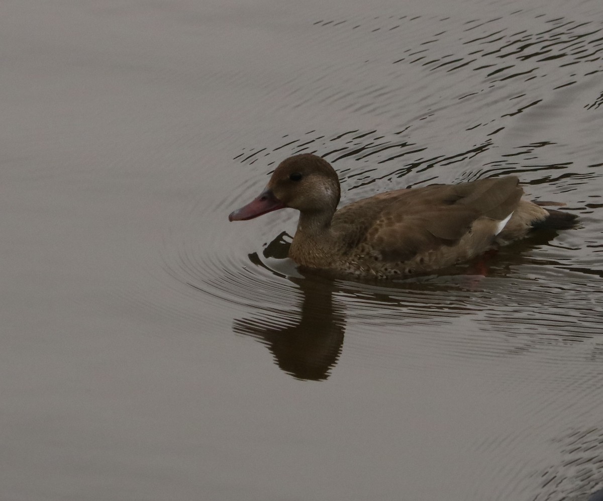 Brazilian Teal - ML644984190