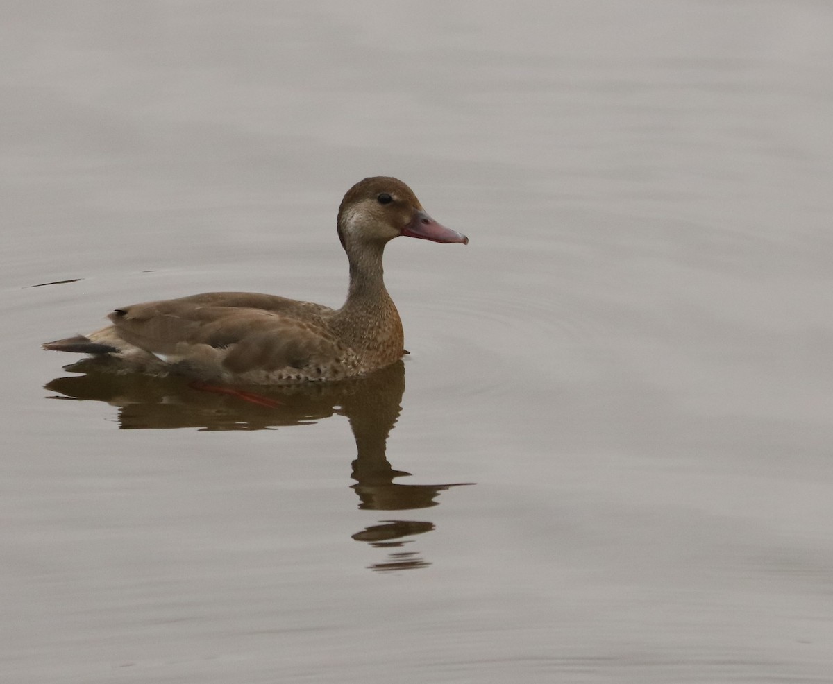 Brazilian Teal - ML644984191