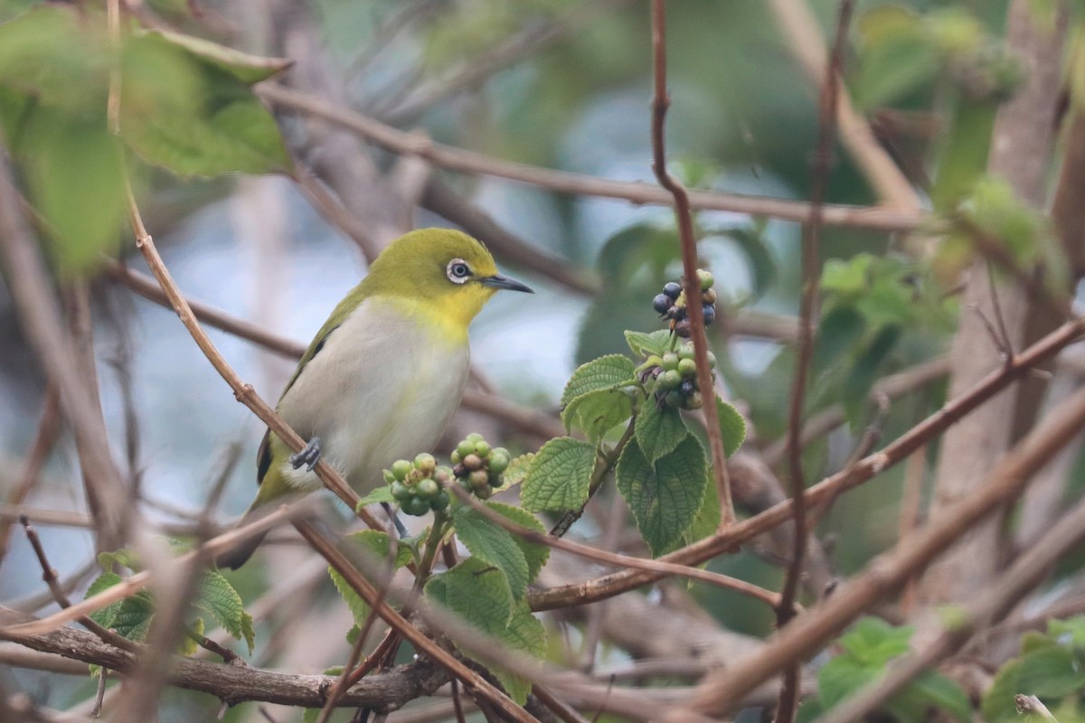 Warbling White-eye - ML644984192