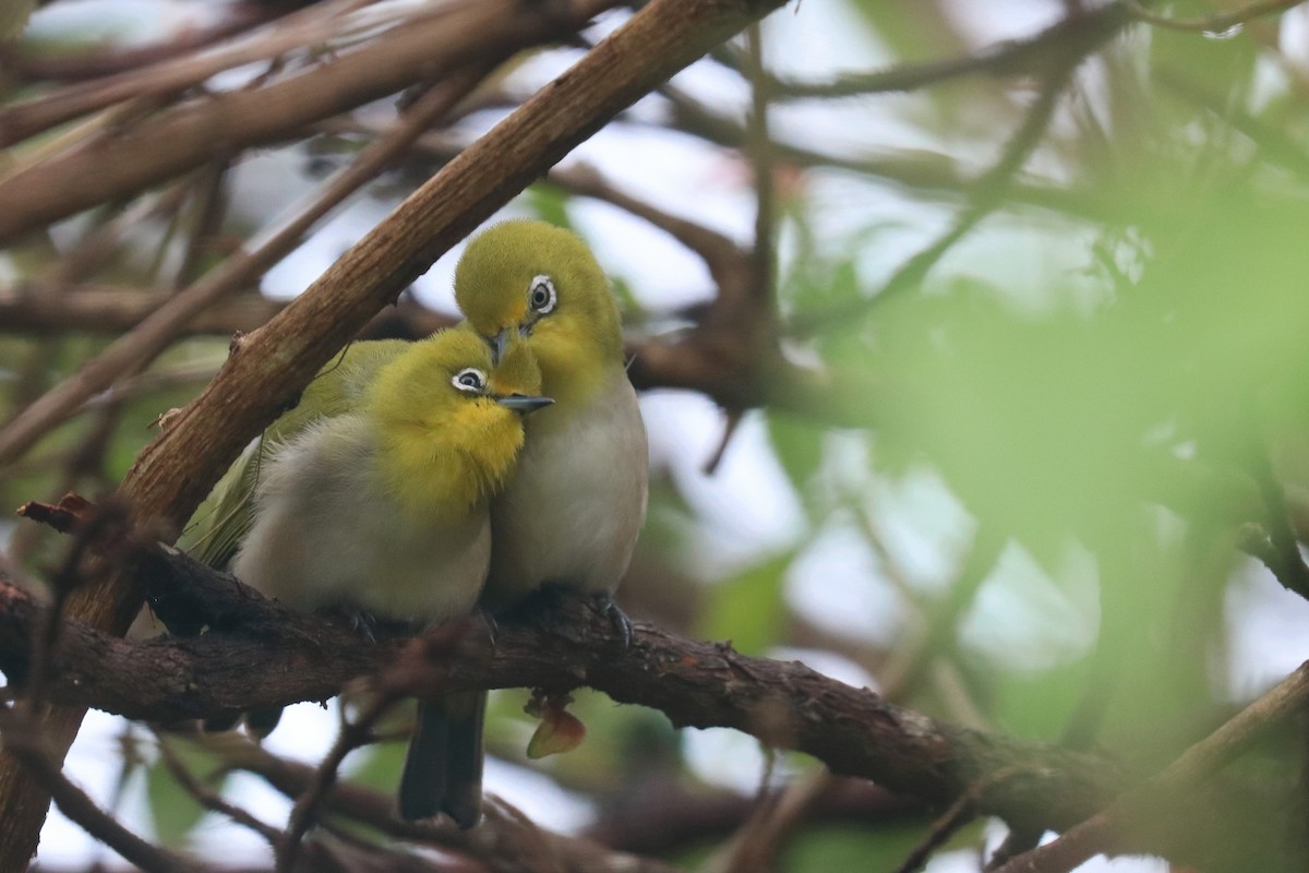 Warbling White-eye - ML644984193