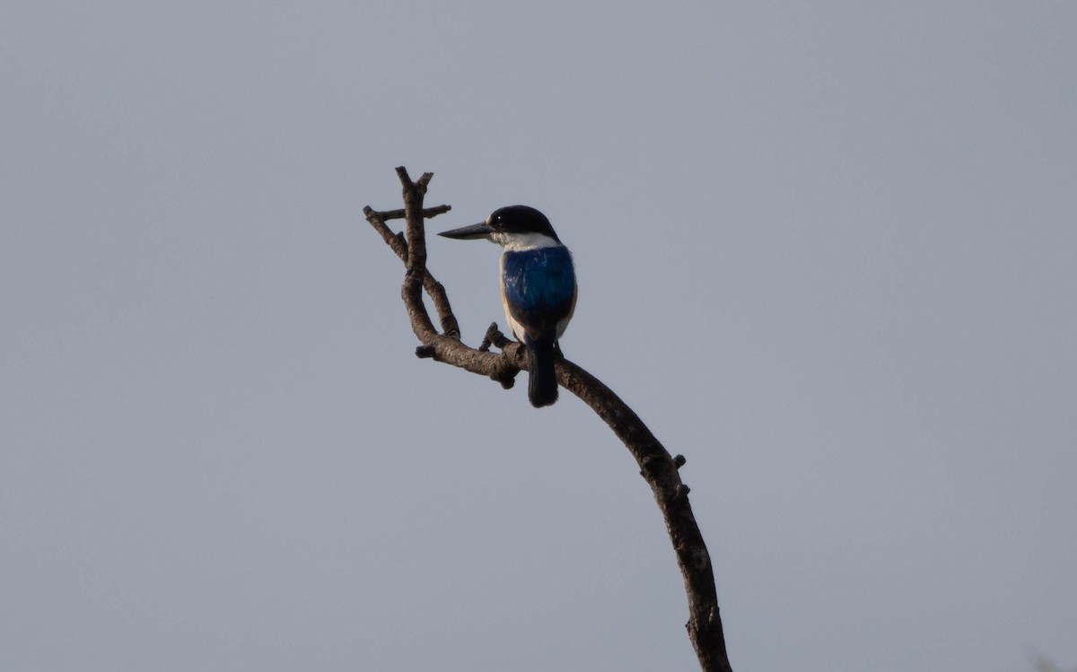 Forest Kingfisher - ML644984199
