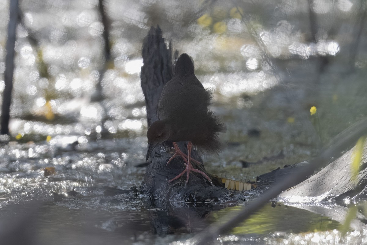 Ruddy-breasted Crake - ML644984204