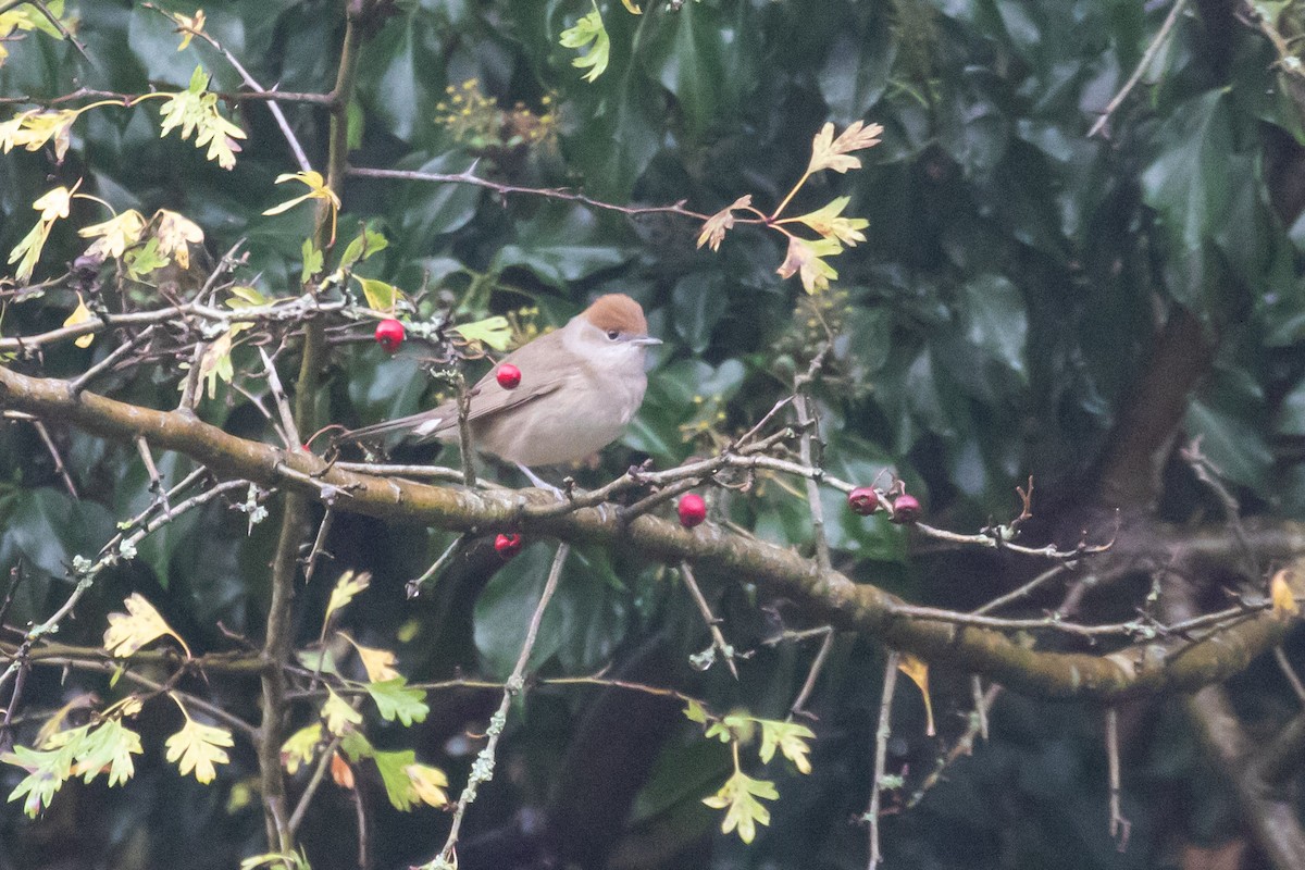 Eurasian Blackcap - ML644984210