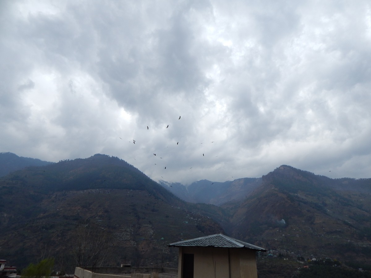 sup himálajský - ML644984220