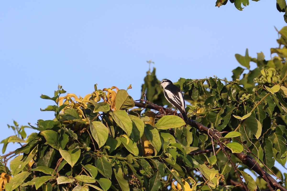 White-shouldered Triller - ML644984233