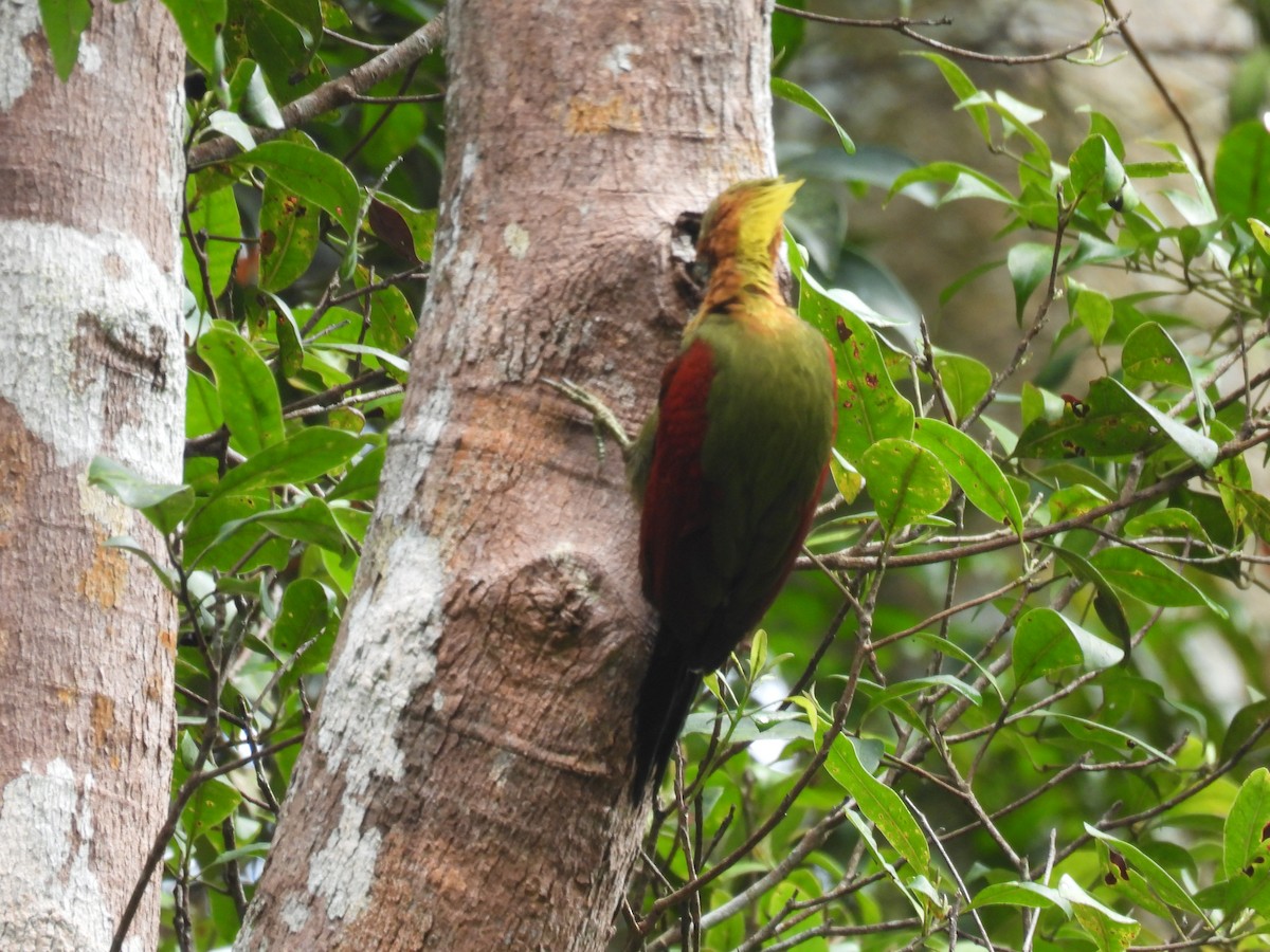Checker-throated Woodpecker - ML644984238