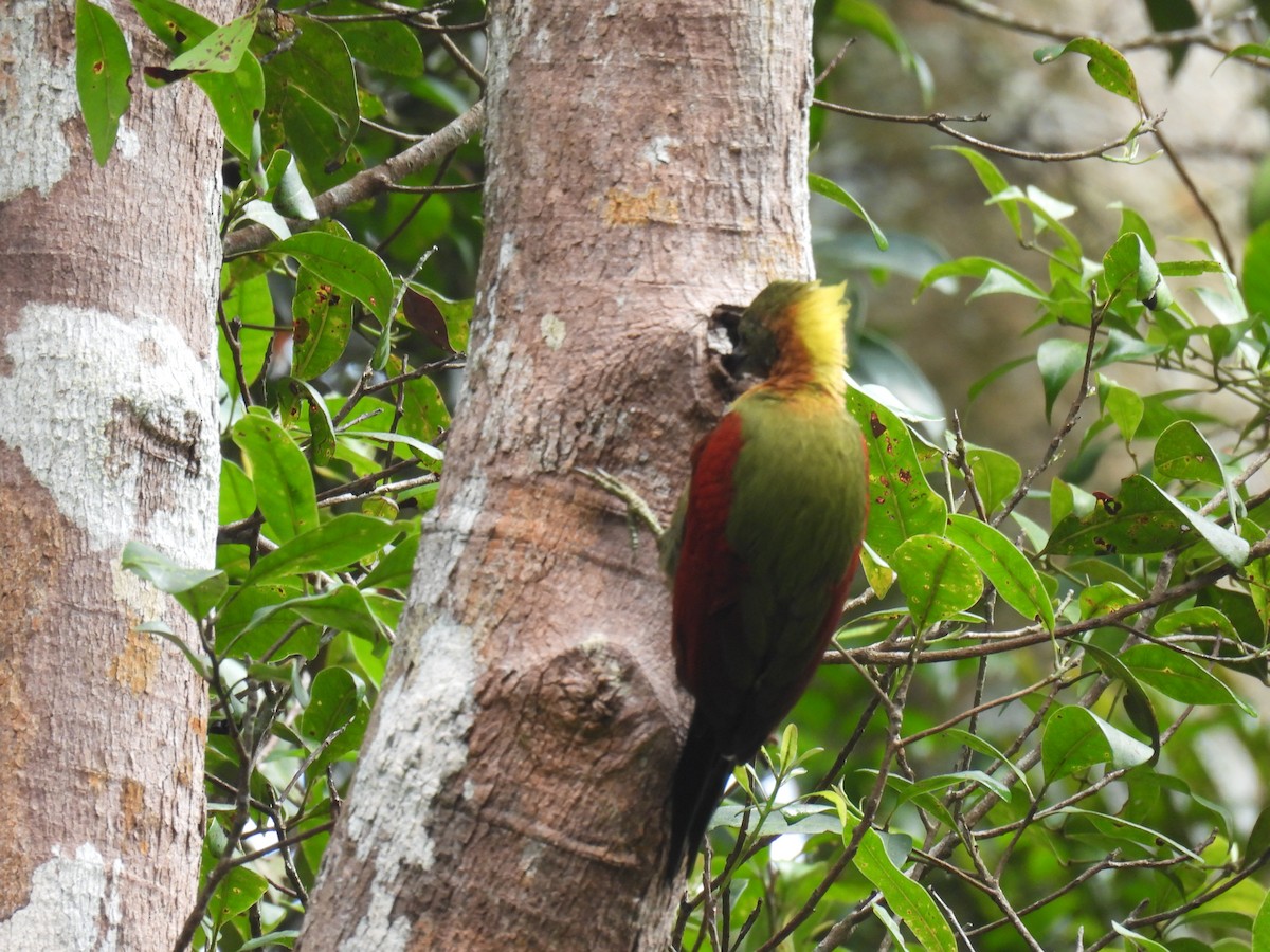 Checker-throated Woodpecker - ML644984239