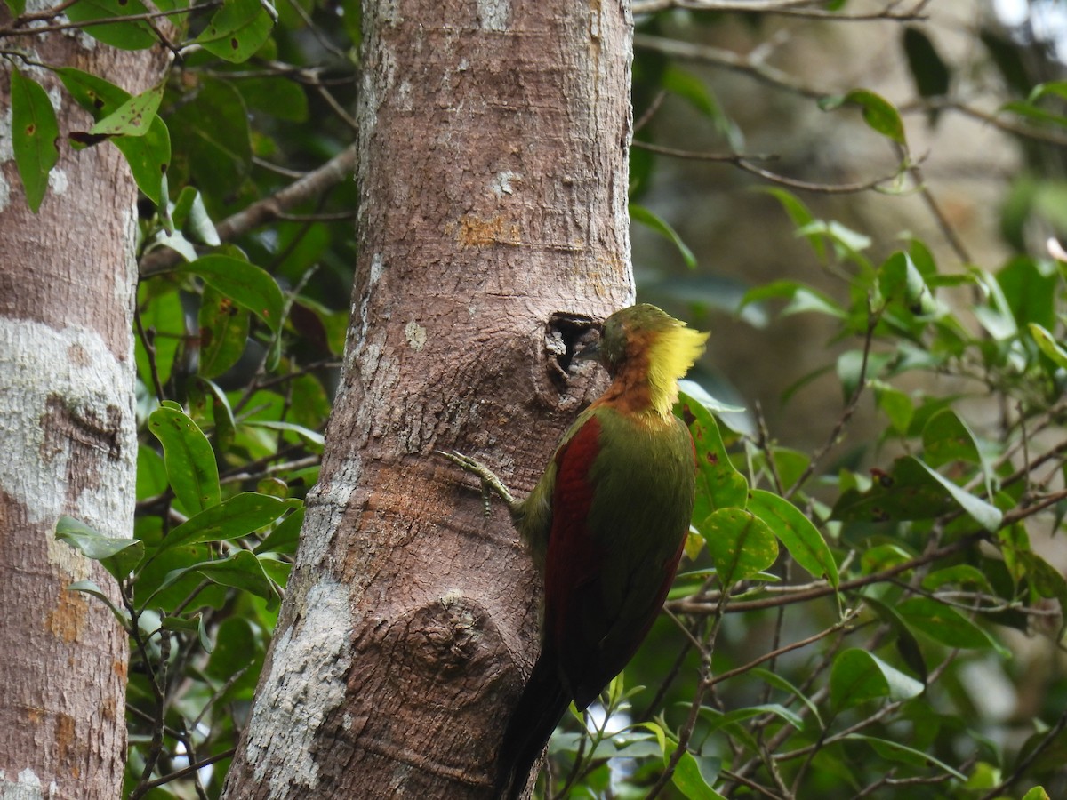 Checker-throated Woodpecker - ML644984240
