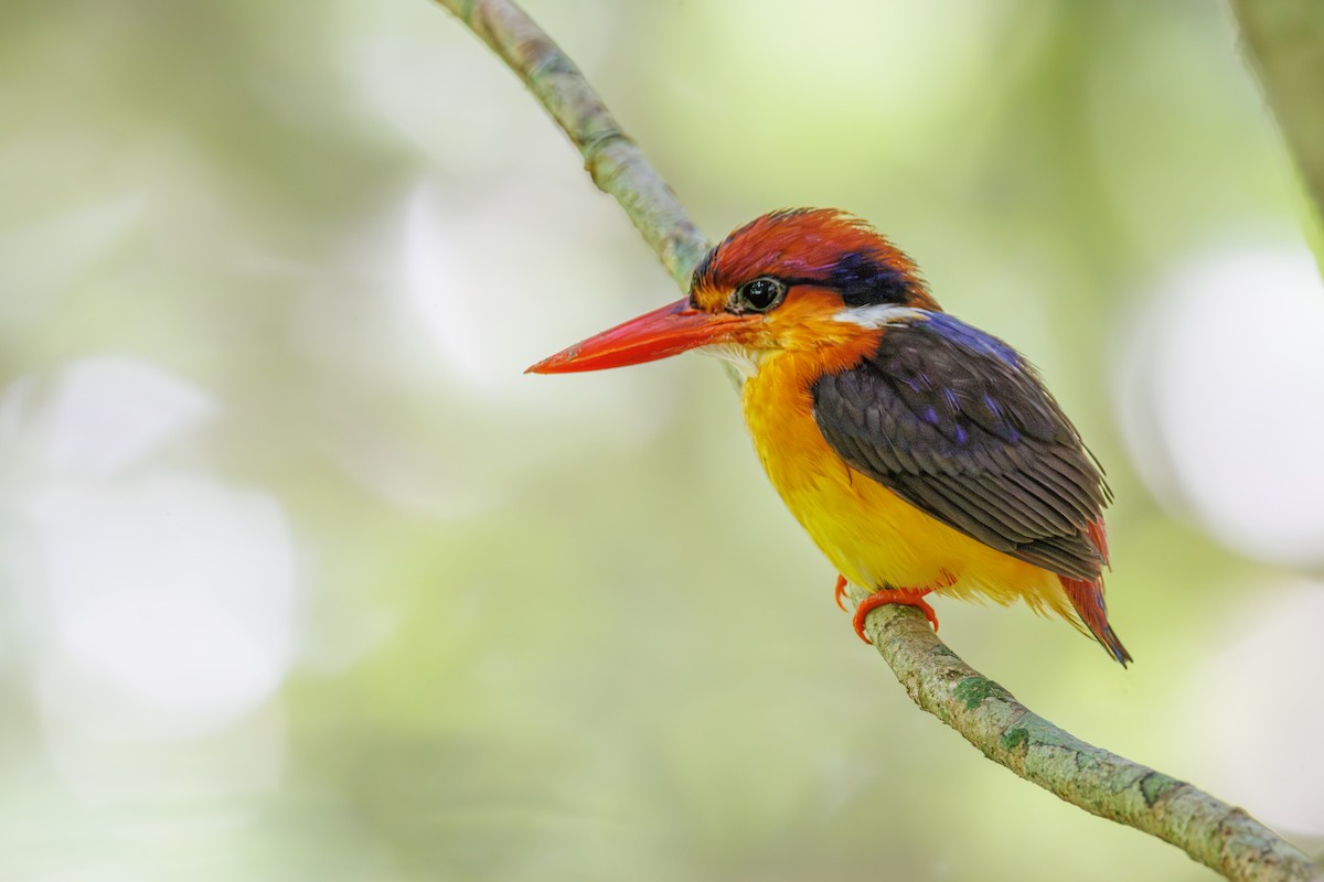 Black-backed Dwarf-Kingfisher - ML644984243