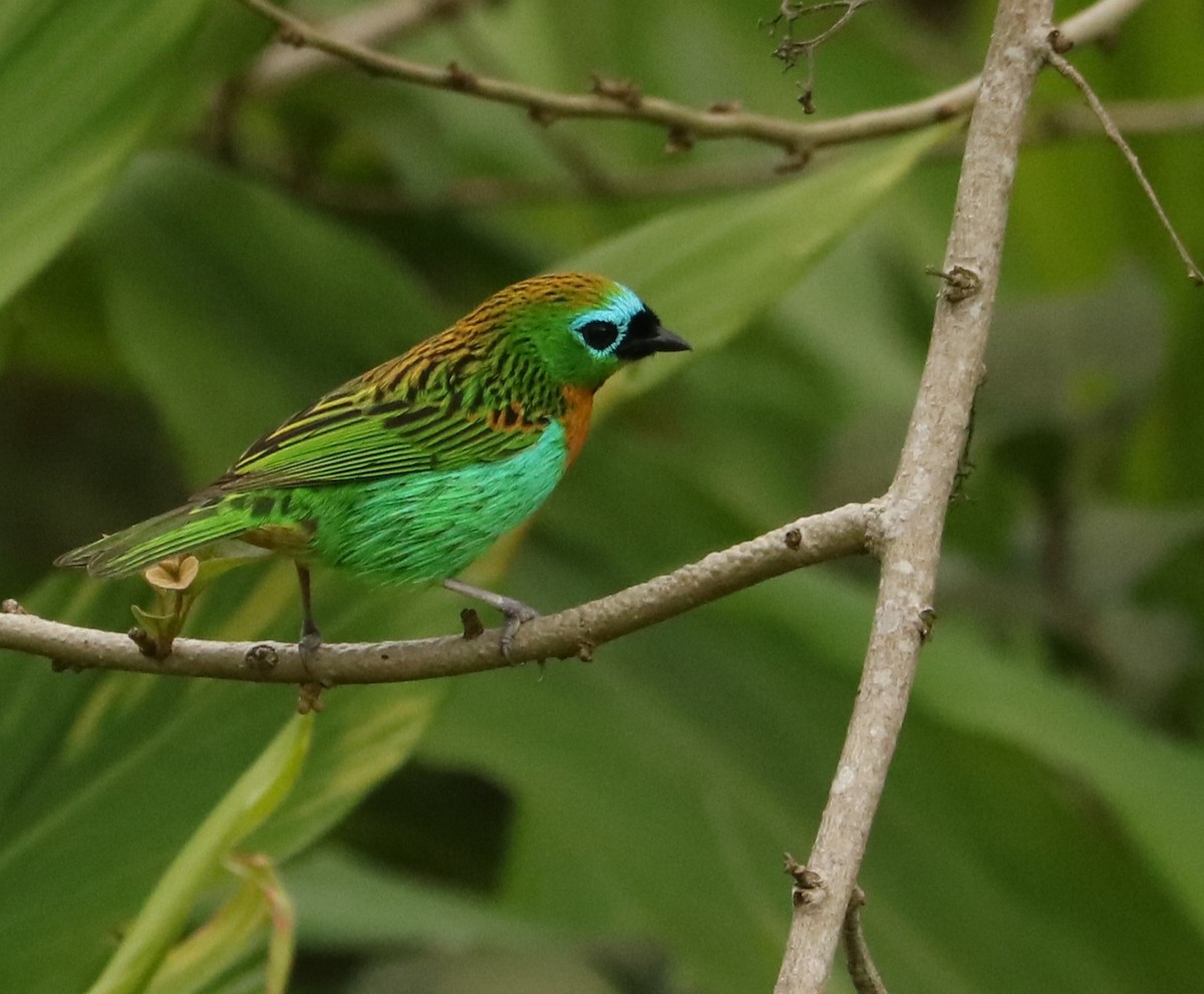 Tangara de Desmarest - ML644984245