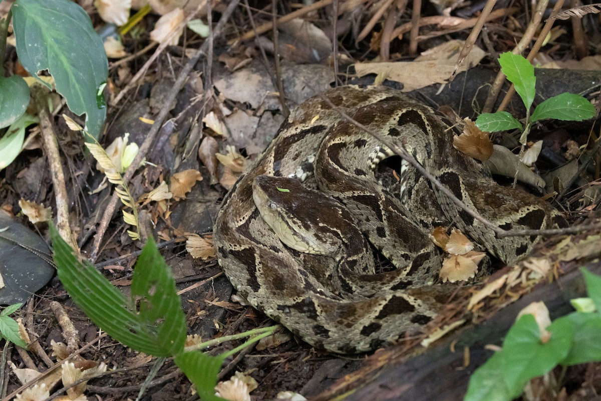 粗鱗矛頭蝮 - ML644984256