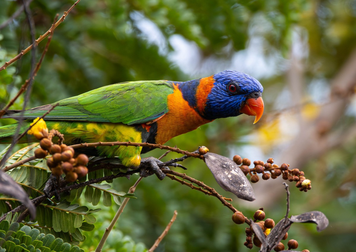 Red-collared Lorikeet - ML644984266