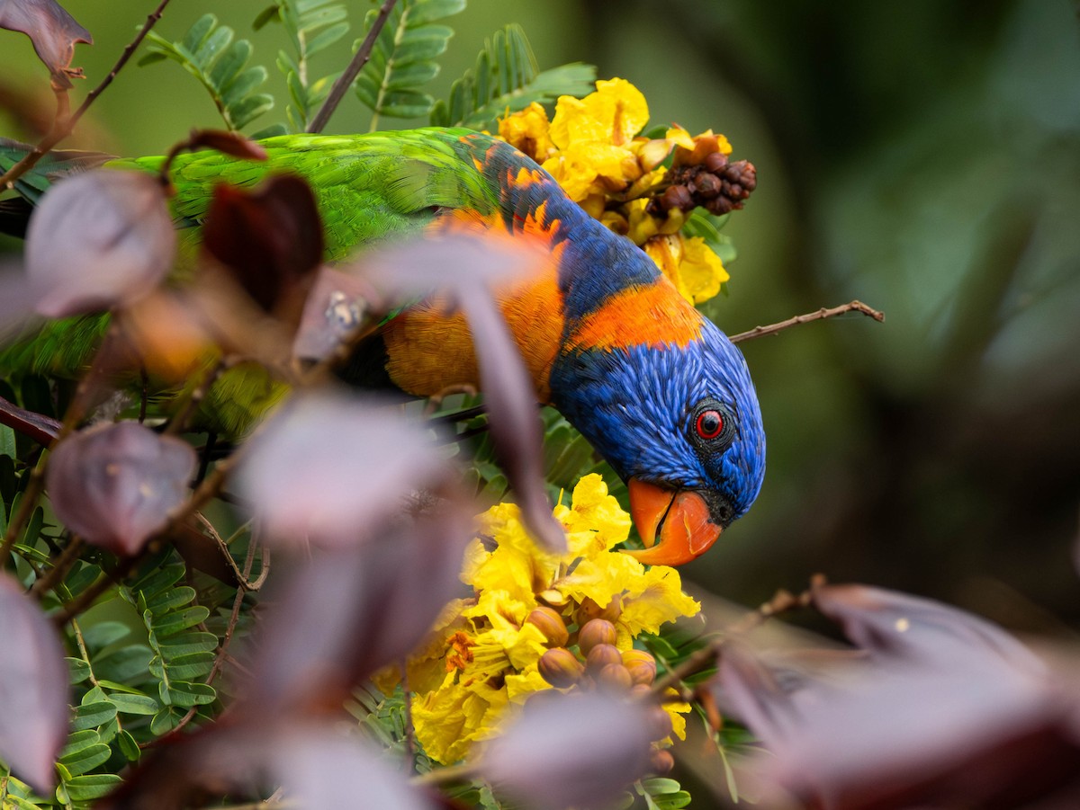 Red-collared Lorikeet - ML644984267