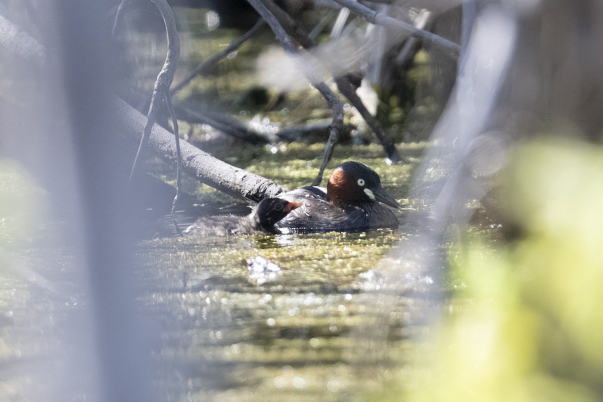 Little Grebe - ML644984284