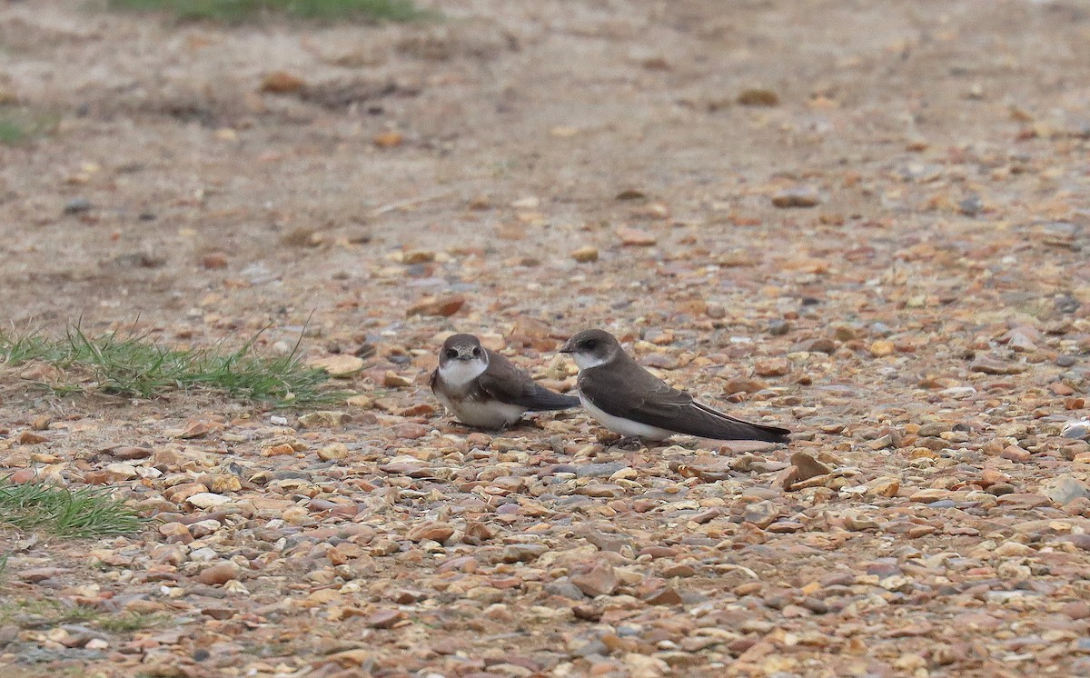 Uhalde-enara arrunta - ML644984285