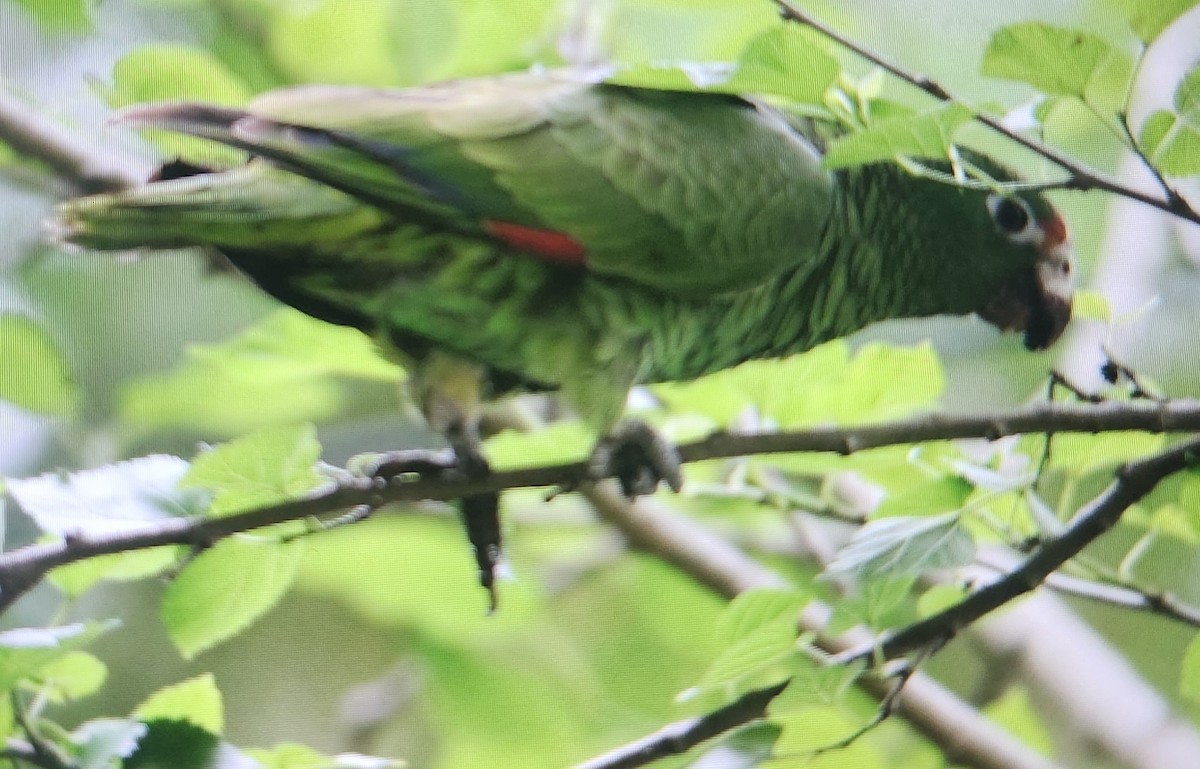 Tucuman Amazon - ML644984296