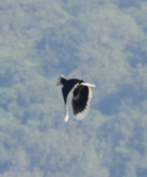 カササギサイチョウ - ML644984304